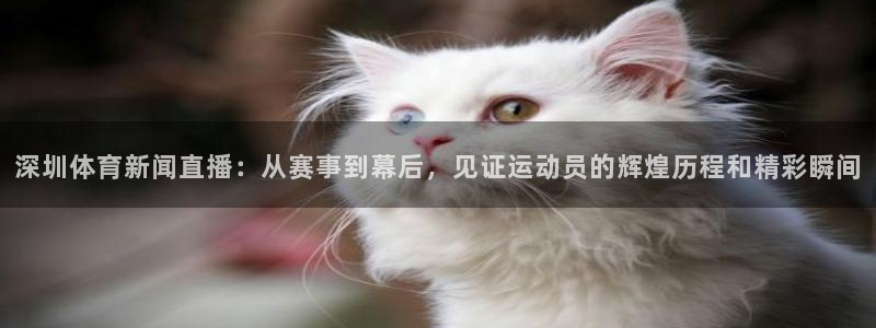 蓝鲸体育ufc直播：深圳体育新闻直播：从赛事到幕后，见证运动员的辉煌历程和精彩瞬间